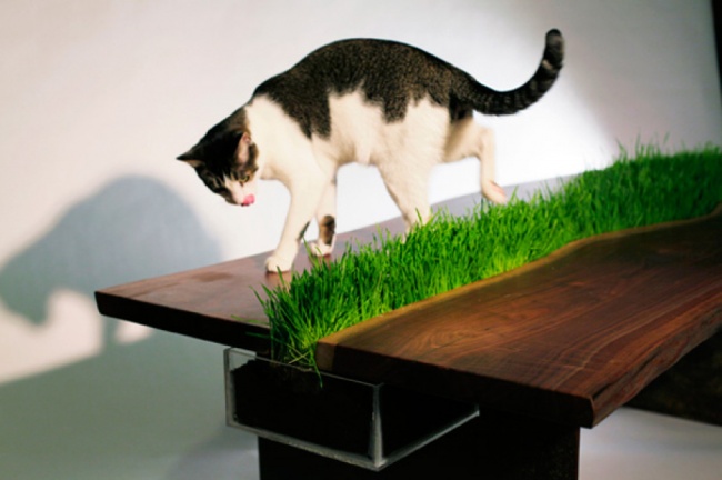 Objectos para gatos - Mesa com erva para gatos