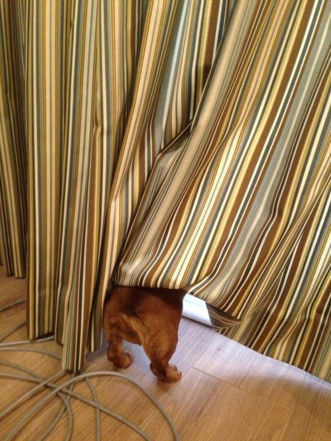 Cães que acham que estão muito bem escondidos 