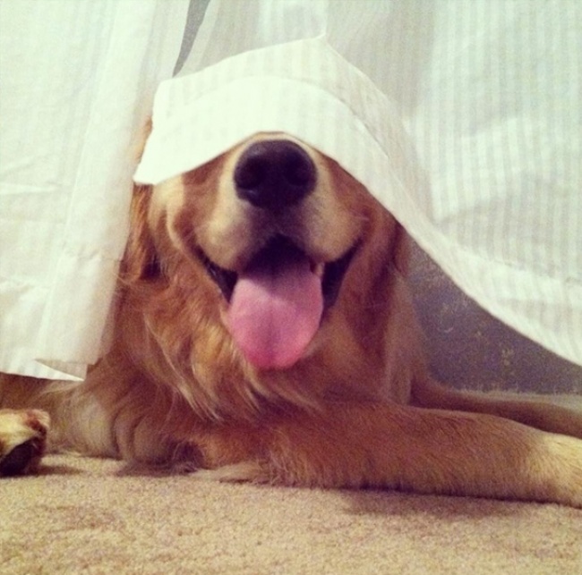 Cães que acham que estão muito bem escondidos 
