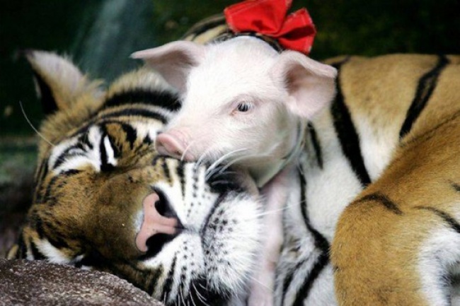 Mães coragem que adotaram filhos de outras espécies - a tigre-fêmea que adotou uma vara de porquinhos.