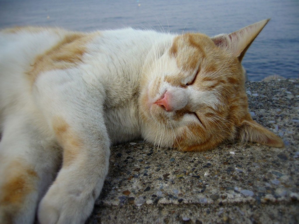 Factos sobre gatos - Alguns gatos chegam a dormir até 20 horas por dia. Em média, dormem entre 12 a 16 horas