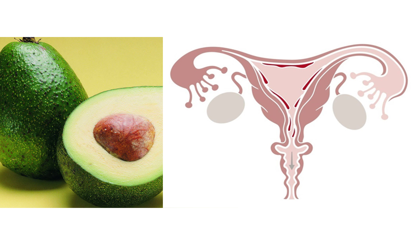 Alimentos Parecidos com os Orgãos que Curam - abacate e útero e ovários