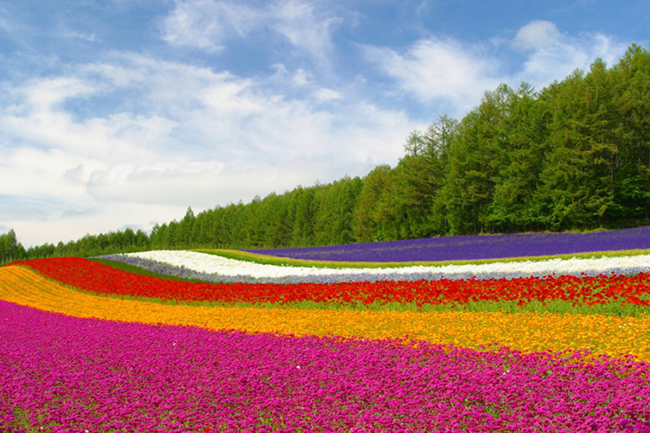 13 Campos de flores maravilhosos - Furano Fields, Hokkaido, Japão