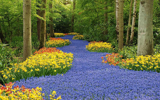 13 Campos de flores maravilhosos - Keukenhof Garden, Lisse, Holanda 13 Campos de flores maravilhosos - Keukenhof Garden, Lisse, Holanda