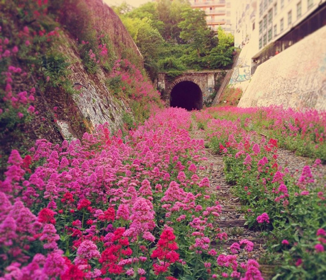 Quando a natureza reclama o seu lugar - caminho de ferro em Paris Quando a natureza reclama o seu lugar - caminho de ferro em Paris