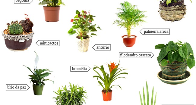 ervas aromáticas e jardins verticais em casa, plantas de interior