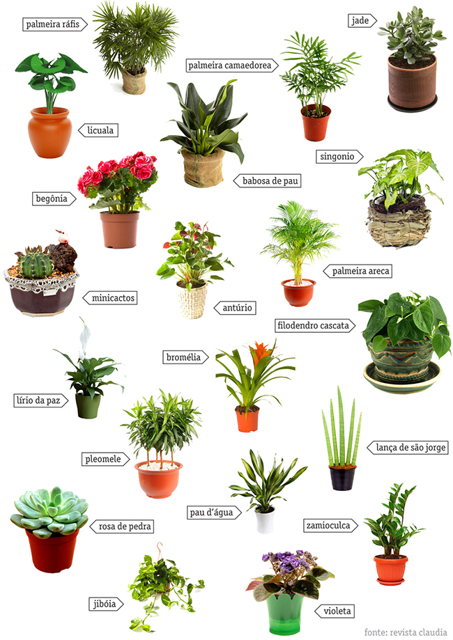 ervas aromáticas, plantas que se dão bem em interiores
