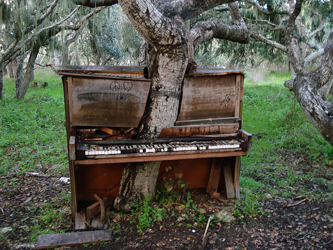 Quando a natureza reclama o seu lugar - the old piano tree, Califórnia, EUA Quando a natureza reclama o seu lugar - the old piano tree, Califórnia, EUA