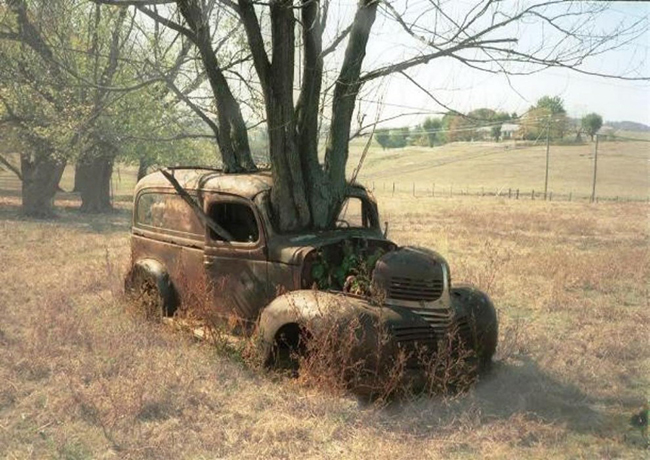 Quando a natureza reclama o seu lugar - pick-up abandonada Quando a natureza reclama o seu lugar - pick-up abandonada