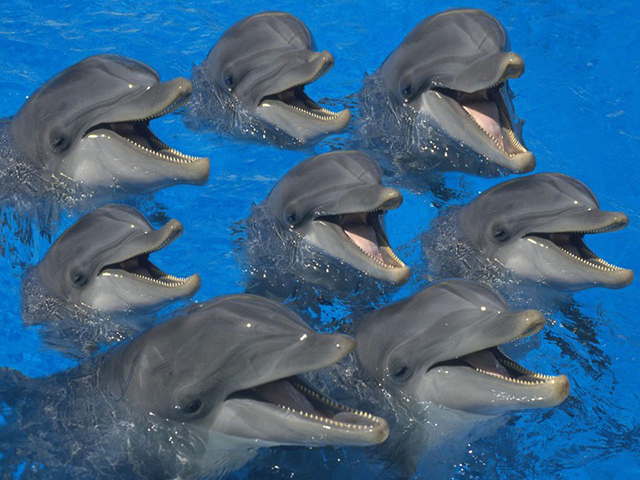 Sorria com os animais mais simpáticos do mundo - golfinhos a sorrir