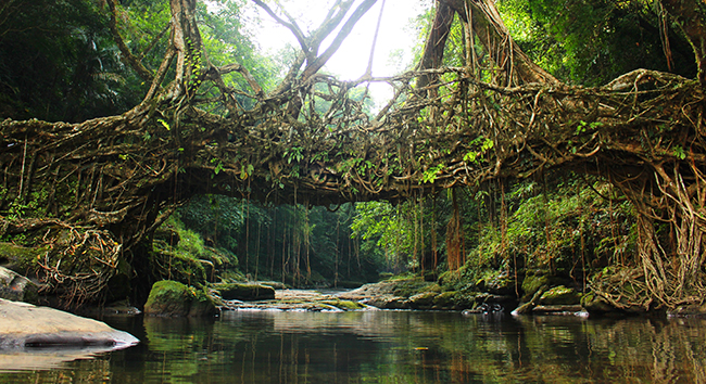 Quando a natureza reclama o seu lugar - Índia Quando a natureza reclama o seu lugar - Índia