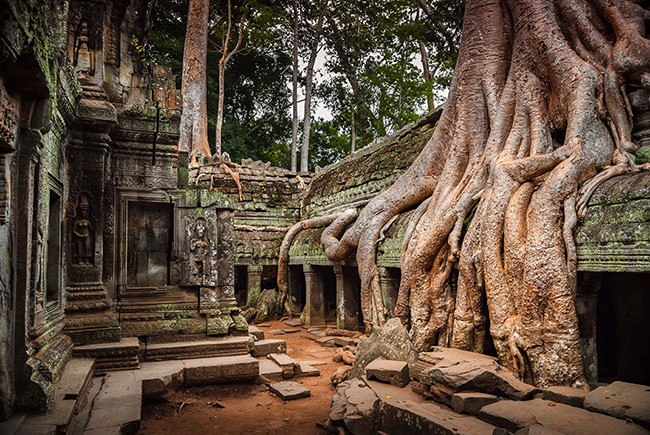 Quando a natureza reclama o seu lugar - Angkor, Cambodja Quando a natureza reclama o seu lugar - Angkor, Cambodja