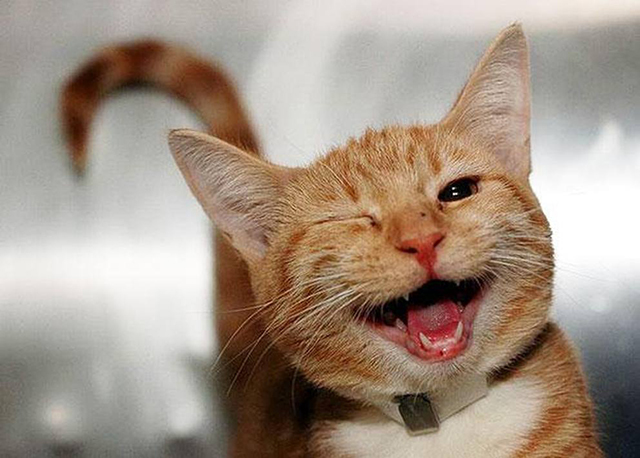 Sorria com os animais mais simpáticos do mundo - gato