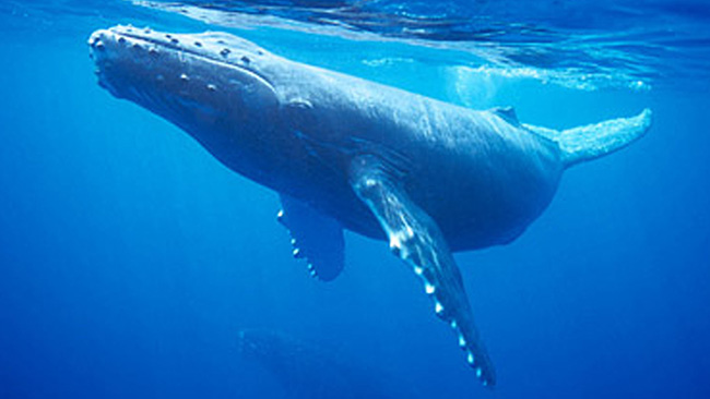 Os maiores do mundo: o maior animal do mundo - baleia azul 