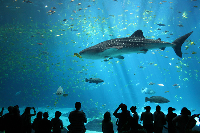 Os maiores do mundo: o maior aquário do mundo - Georgia Aquarium, Atlanta, EUA 