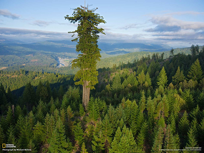 Os maiores do mundo: a maior árvore do Mundo - Hyperion, Redwood National Park, Califórnia, Estados Unidos
