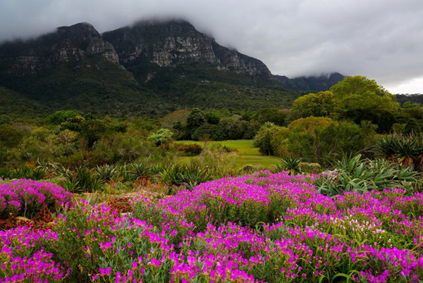 Maravilhas do mundo, jardins de sonho: Jardim Botânico Nacional da Cidade do Cabo – Cidade do Cabo, África do Sul 