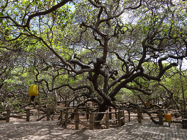 As árvores mais impressionantes do mundo - CAJUEIRO DE PIRANGI, BRASIL