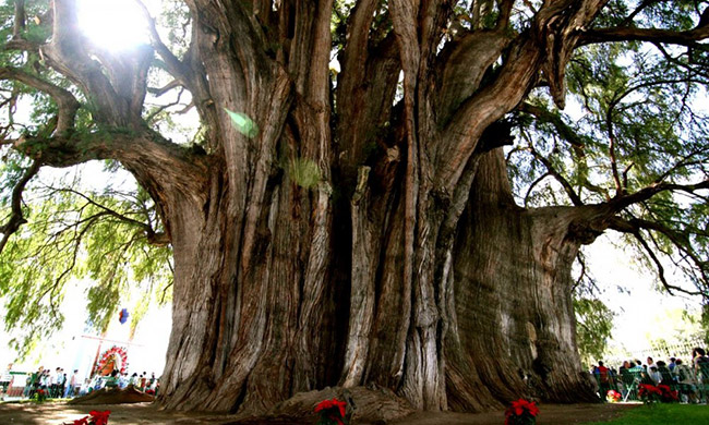 As árvores mais impressionantes do mundo - ÁRVORE DE TULE, MÉXICO 