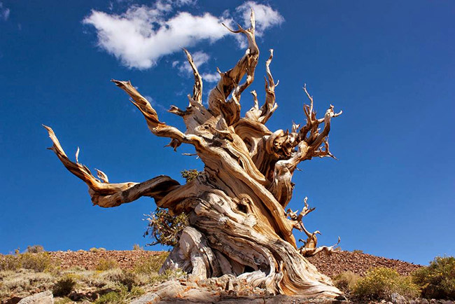 As árvores mais impressionantes do mundo - PINHEIRO BRISTLECONE, EUA 