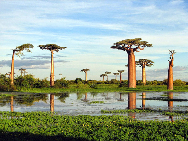 As árvores mais impressionantes do mundo - EMBONDEIROS, ÁFRICA