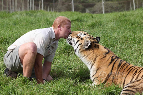 Animais amorosos - a amizade que une tigre e tratador