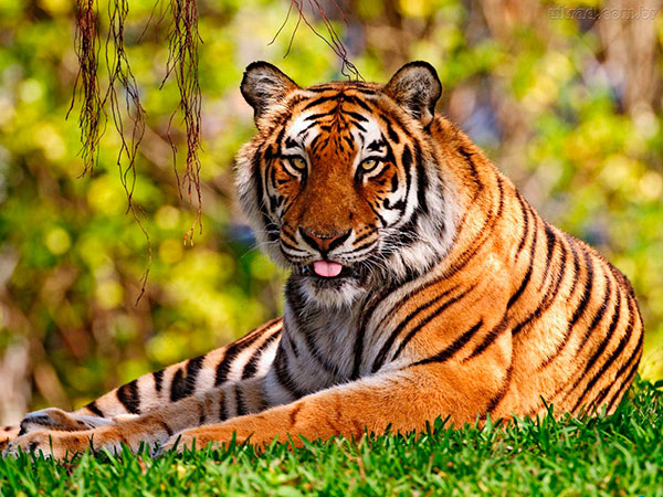 animais fofos em vias de extinção – tigre siberiano