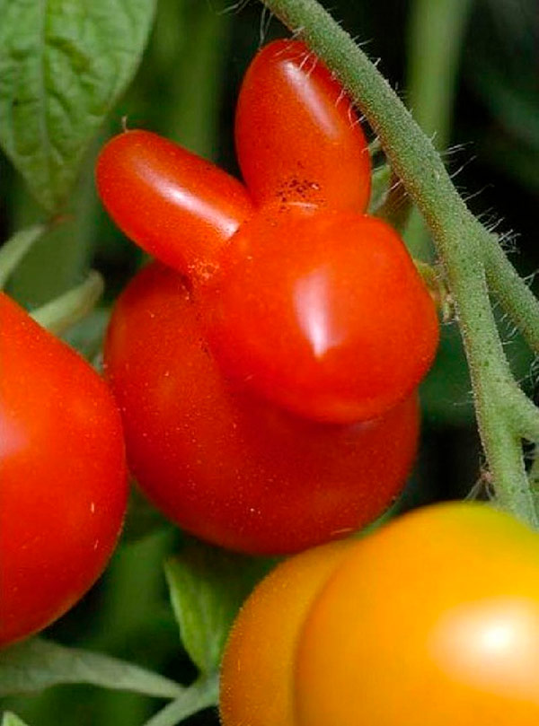 Alimentos que nasceram com formas surpreendentes - tomate