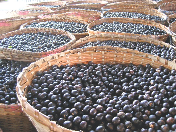 O açaí e os seus benefícios para a nossa saúde-Açaí