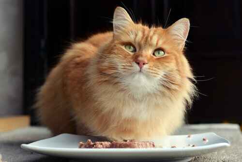 10 alimentos que não deve dar ao seu gato