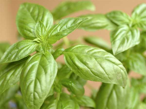 10 alimentos que não deve guardar no frigorífico - Conserve o manjericão na água