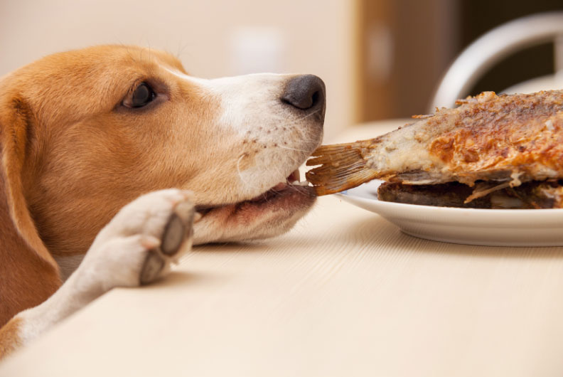 10 alimentos que não deve dar ao seu cão