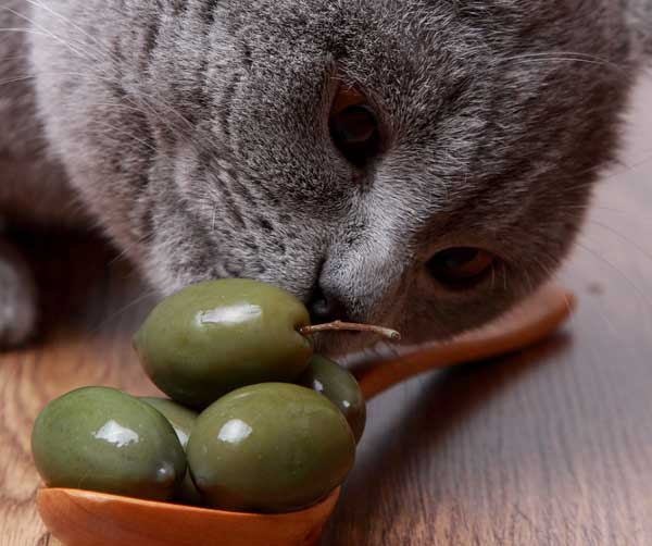 10 alimentos que não deve dar ao seu gato