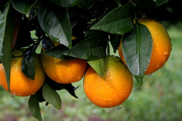 Dicas saudáveis: 7 Benefícios da laranja- Laranjas 