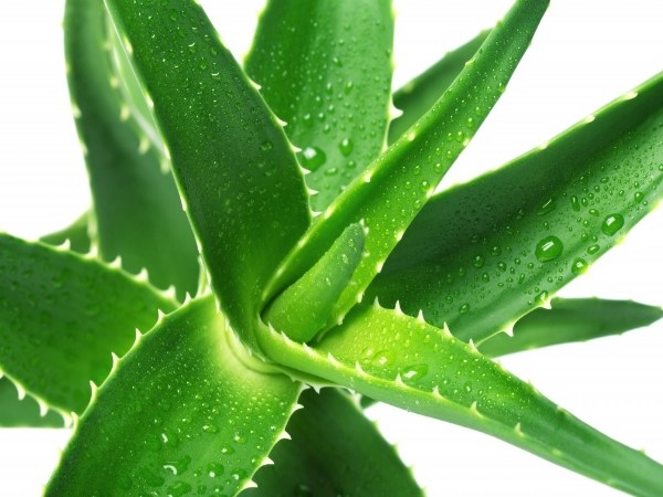 Dicas saudáveis: 10 Benefícios do Aloe Vera- Uma aliada da nossa pele