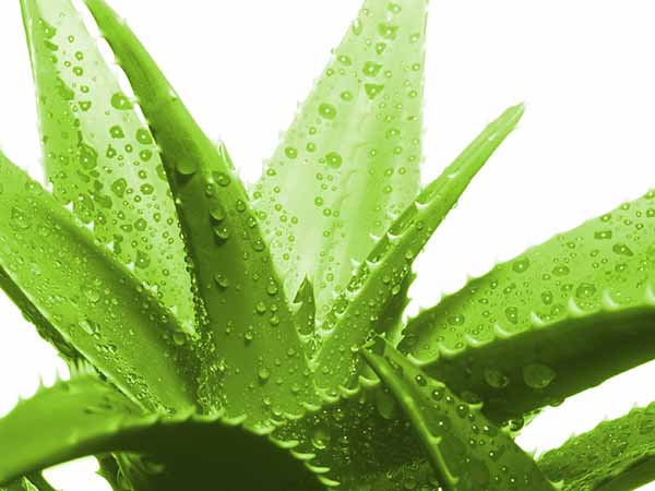 Dicas saudáveis: 10 Benefícios do Aloe Vera - Planta Aloe Vera