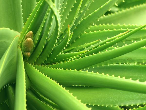 Dicas saudáveis: 10 Benefícios do Aloe Vera- Ajuda a reduzir o colesterol