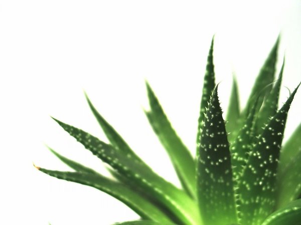 Dicas saudáveis: 10 Benefícios do Aloe Vera- Fortalece o nosso sistema imunitário