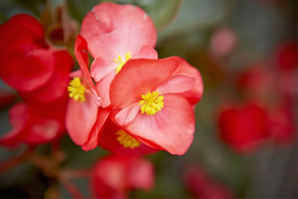 Especial jardim: A flores ideias para cada estação do ano- Begónias