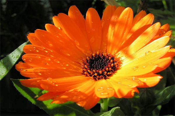 Especial jardim: A flores ideias para cada estação do ano- Calêndula