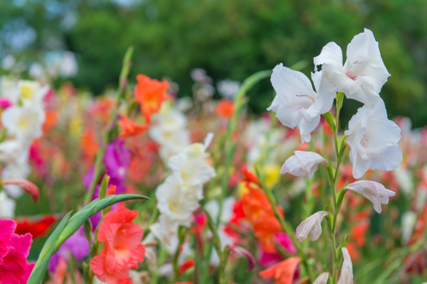 Especial jardim: A flores ideias para cada estação do ano- Glandíolos