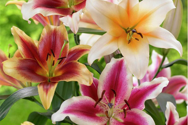Especial jardim: A flores ideias para cada estação do ano- Lírios