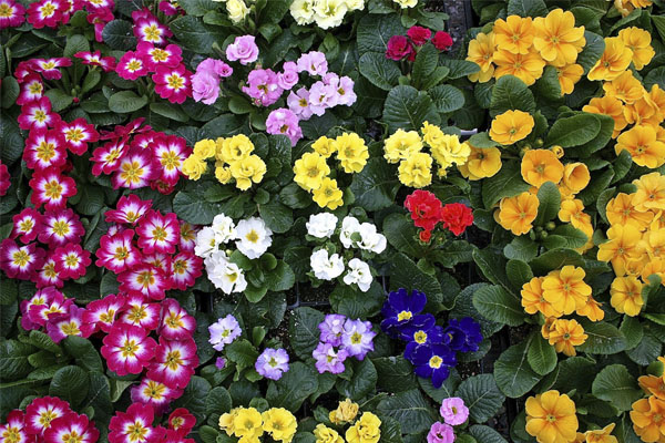 Especial jardim: A flores ideias para cada estação do ano- Prímulas