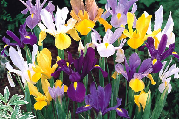 Especial jardim: A flores ideias para cada estação do ano- Íris holandesa