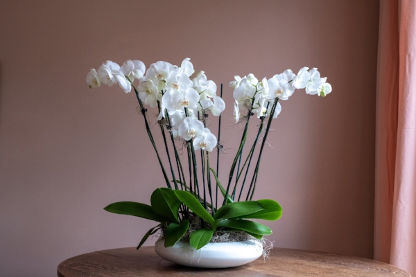 As flores ideais para cada divisão da sua casa - orquídeas