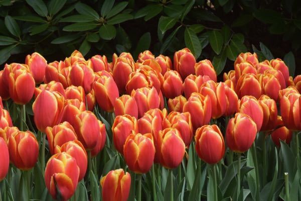 As flores ideais para cada divisão da sua casa - tulipas