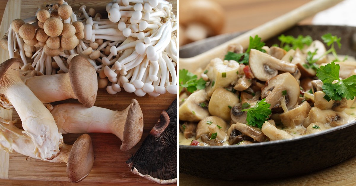 Dicas saudáveis: descubra os benefícios dos cogumelos