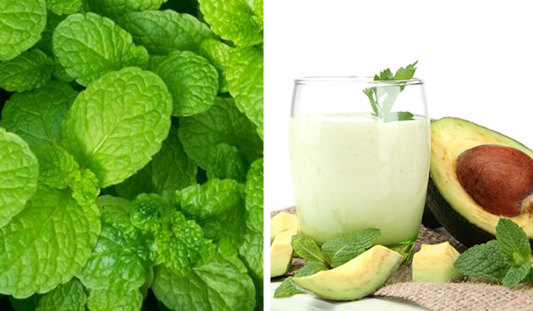 Shake de abacate e hortelã – uma bebida refrescante