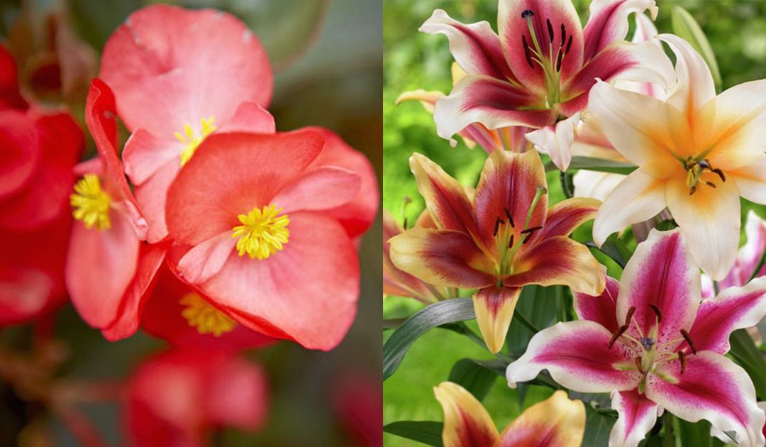 Especial jardim: As flores ideais para cada estação do ano